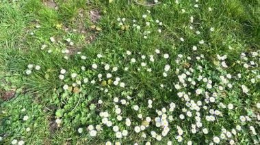 Çiçek açan papatyalar yemyeşil çimlerde