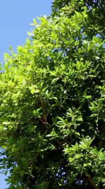 Berrak mavi gökyüzünün altında yemyeşil yaprakları olan bir ağaç, parlak güneş ışığına yakalanmış.