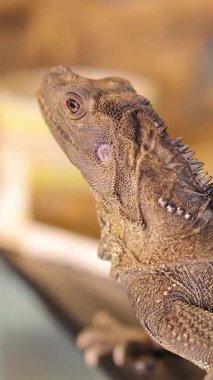 Filipinli bir yelkenli kertenkelenin, sığ bir alan derinliği ve pürüzsüz kamera hareketiyle, sıcak ışıklı bir teraryumun içinde yavaşça başını kaldırması.