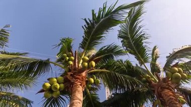 Hindistan cevizi ağacı rüzgarda hafifçe sallanıyor