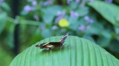 Bir yaprağın üzerinde dinlenen kelebek, Melbourne Hayvanat Bahçesi
