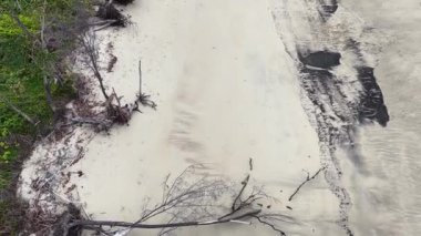 İnsansız hava aracı kumlu bir plajın üzerinde süzülüyor. Dalgalanan ağaçlar, devrilen ağaçlar ve doğal güneş ışığı altındaki kıyı bitkileriyle kaplı. Erozyon desenlerini ortaya çıkarıyor.