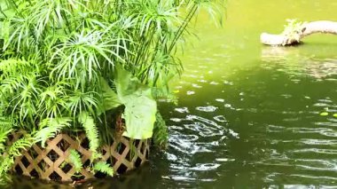 Bitkiler ve su sakin bir park sahnesi yaratır.