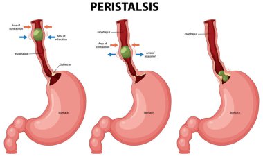 İnsan sindirim sisteminde özofagus ve mide göstergesi olan peristaliz. Etiketleri ve okları temizle ve hareketi göster