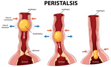 Özofagustaki peristalisin ayrıntılı vektör çizimi, etiketli anatomik özelliklere sahip kasılma ve gevşeme aşamalarının vurgulanması
