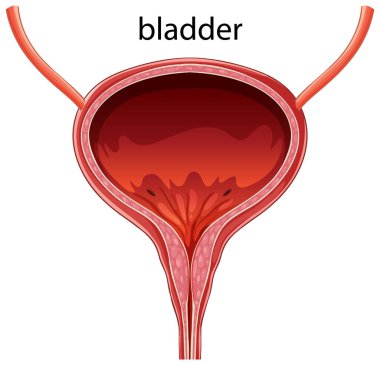 İnsan mesanesinin ayrıntılı anatomik özellikleri ve canlı renkleriyle çapraz vektör çizimi