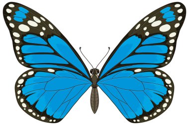 Simetrik kanatları ve kalın desenleri olan, dijital ve yazıcı kullanımı için ideal mavi bir kelebeğin ayrıntılı vektör çizimi