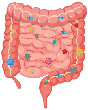 Farklı bağırsak bakterilerini vurgulayan insan kalın bağırsağının detaylı vektör çizimi. Düz tasarım, parlak renkler ve eğitici tıbbi tarz.