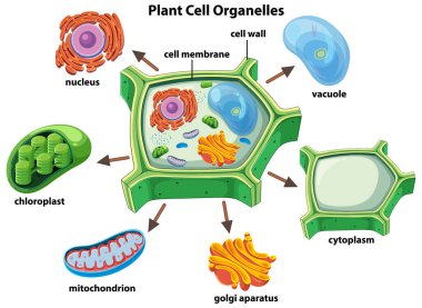 Etiketli bitki hücre organellerinin renkli vektör çizimi, ayrıntılı hücresel yapılar ve canlı renkler gösteriliyor