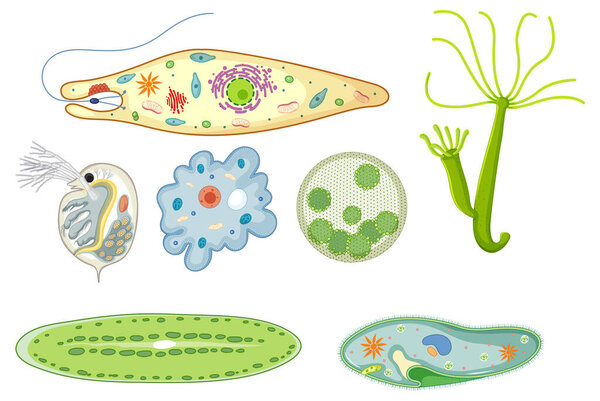 Detailed vector illustration of various microorganisms and cells, showcasing vibrant colors and intricate design elements