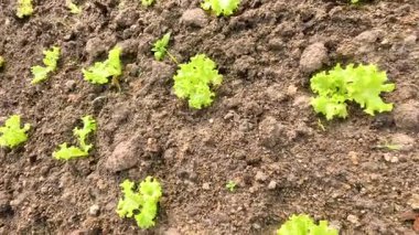 Topraktaki marul fideleri, erken gelişimi gösteriyor.