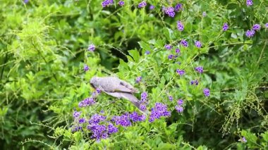 Kuş canlı mor çiçeklerle etkileşir