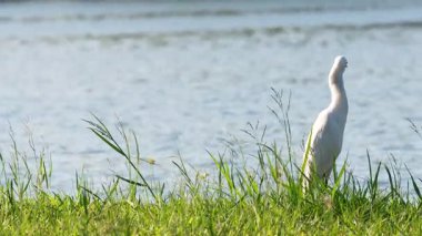 Akbalıkçıl dingin bir su kütlesinin yanında duruyor.