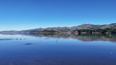 Aerial footage captures calm waters and distant hills in Akaroa, New Zealand, with waterbirds gliding gracefully under clear blue skies