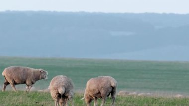 Yeşil bir tarlada huzur içinde otlayan koyunlar