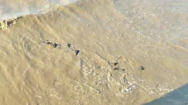 Yavrular okyanusa doğru yol alıyorlar.