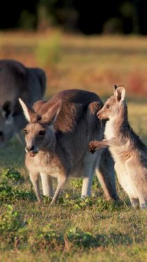 Bir kanguru yavrusu gün batımında annesiyle çimenli bir alanda burun kıvırır ve etrafı keşfederken sıcak, doğal bir ışıkla beslenir.