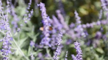 Fransa 'da lavanta çiçeklerinin etrafında uçuşan güve