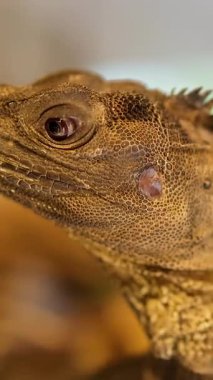 Filipinli bir yelkenli kertenkele aşırı yakın planda, yavaş yavaş başını çeviriyor. Sıcak, yumuşak ışıklandırma desenli pullar. Sığ alan derinliği, minimum kamera hareketi