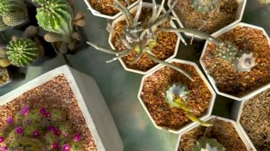 Serada çeşitli kaktüsler.