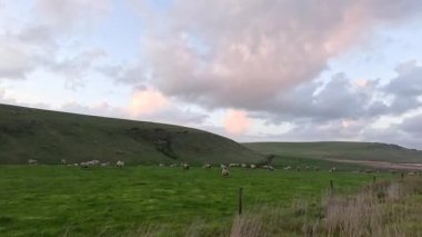 Koyunlar yemyeşil bir alanda otluyor.