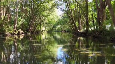 Sakin bir nehir, yoğun, güneşli bir ormanın içinden akar, pürüzsüz kamera hareketleri ve canlı doğal renklerle yakalanır.