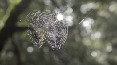 Örümcek ağı orman ışığında parlıyor