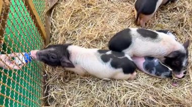 Domuzcuklar kalemdeki şişeden su içiyorlar.