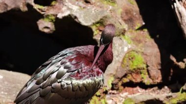 Parlak aynak tüylerini temizliyor ve tımar ediyor.