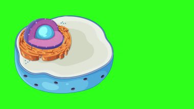 Hayvan hücre yapısını gösteren animasyon, çarpıtmayı vurguluyor. 20 saniyenin üzerinde canlı renkler ve pürüzsüz geçişler