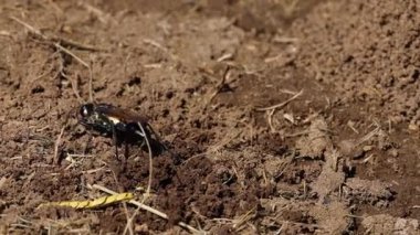 Yabanarısı çevreyle etkileşime girer, toprağı kazar.