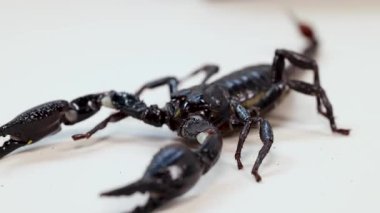 Bir akrep, parlak ışık altında beyaz bir yüzey boyunca hareket eder. Detaylı anatomisini ve hareketini gösterir.