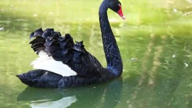 Siyah bir kuğu zarif bir şekilde gölette yüzer.