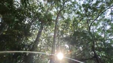 Yoğun orman gölgesinde süzülen güneş ışığı