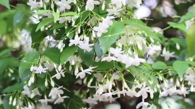 Rüzgarda sallanan beyaz çiçekler