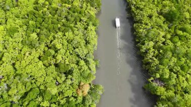 Yoğun bir mangrov nehrinde süzülen bir teknenin hava görüntüsü canlı yeşillik ve sakin su yolu sergiliyor.