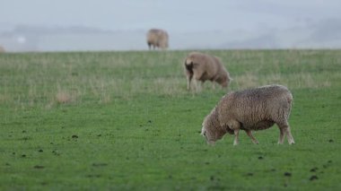 bir alanda çim yeme koyun