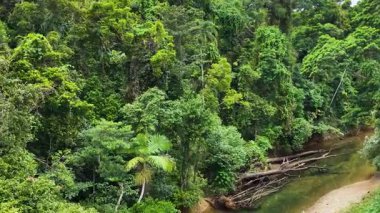 Drone Avustralya 'nın Port Douglas kentindeki canlı yağmur ormanlarını ve dolambaçlı akarsuları yakalar. Parlak gün ışığı yemyeşil enerjiyi artırır.
