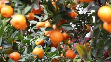 Bir ağaçtaki portakalların yakın plan görüntüsü