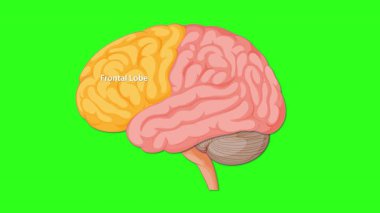 Renkli animasyonlar art arda ön, yan, yan, arka loblar, beyincik ve beyin saplarını yeşil bir ekranda göstererek işaretler.