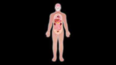 Animation transitions from a full-body anatomical view to a close-up of the intestines, using smooth zoom and spotlight effects on a black background