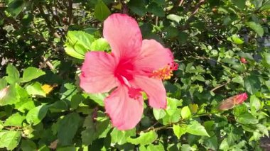 Rüzgarda hafifçe sallanan canlı amber çiçeği.