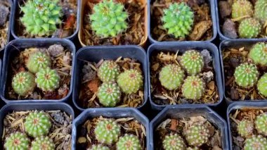 Saksıda düzgünce düzenlenmiş kaktüslerin havadan görünüşü, canlı yeşil renkler ve doğal ışıklandırmada geometrik desenler sergiliyor.