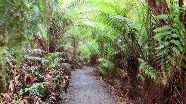 Ağaçların eğreltiotu ile yemyeşil orman yolu
