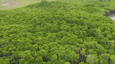 Queensland, Port Douglas 'taki yoğun, canlı yeşil orman tepe örtüsünü görüntüler. Pürüzsüz kamera hareketi geniş doğal manzarayı ortaya çıkarıyor