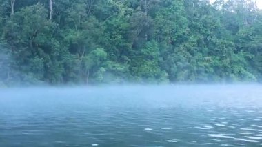 yemyeşil orman arka planına sahip sisli bir nehir