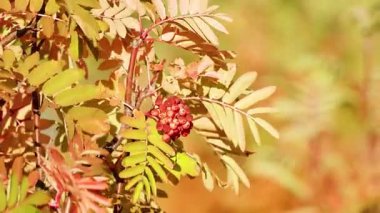 Sarı sonbahar yaprakları ve kırmızı böğürtlenleri olan, güneş ışığında yavaşça hareket eden, sığ alan derinliği, doğal doğa koşulları olan Rowan ağaç dallarına yakın çekim.