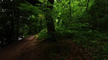 Yeşillik yemyeşil ve yüksek ağaçlar doğada