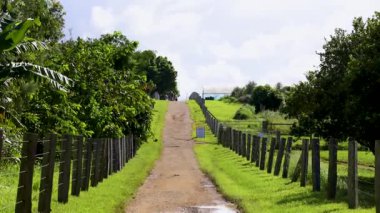 Avustralya 'nın Byron Körfezi' nde gün ışığı altında ağaçlar ve çitlerle kaplı sakin bir toprak yol.