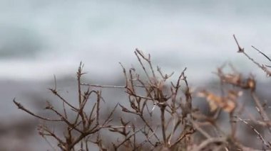 Kuru dallar bulanık bir okyanus zemininde yavaşça sallanarak Büyük Okyanus Yolu boyunca sakin sahil atmosferini yakalıyor.